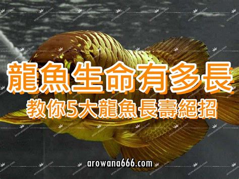 銀龍魚壽命|銀龍魚能活多少年，怎麼養活的久